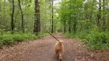 Brükselli bir ormanda yürüyüş Griffon köpek doğurmak