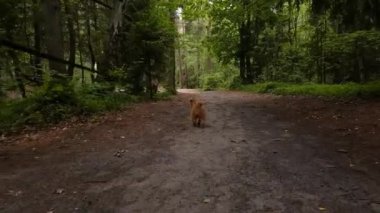 Brükselli bir ormanda yürüyüş Griffon köpek doğurmak