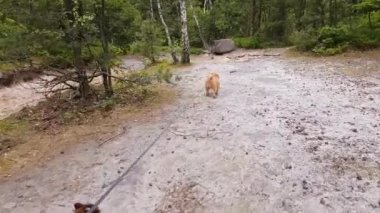 İki küçük köpek parkta yürüyüş