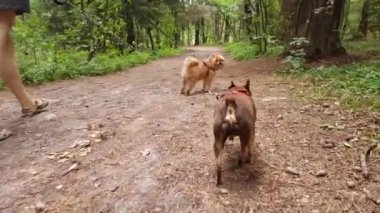 İki küçük köpek parkta yürüyüş