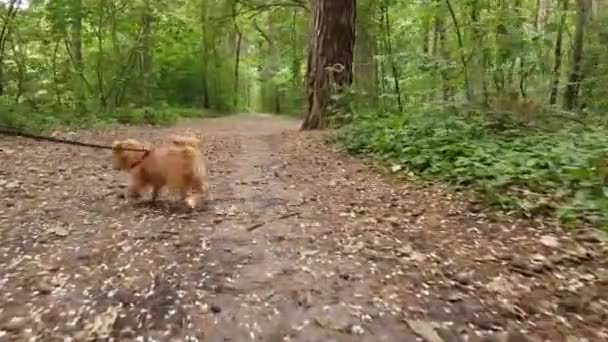 Raza de perro Bruxellois Griffon caminando en un bosque — Vídeo de stock