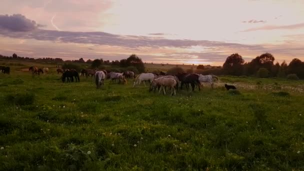 Paarden grazen in de weide bij zonsondergang — Stockvideo