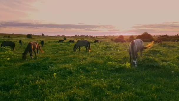 Koně pasoucí se na louce při západu slunce