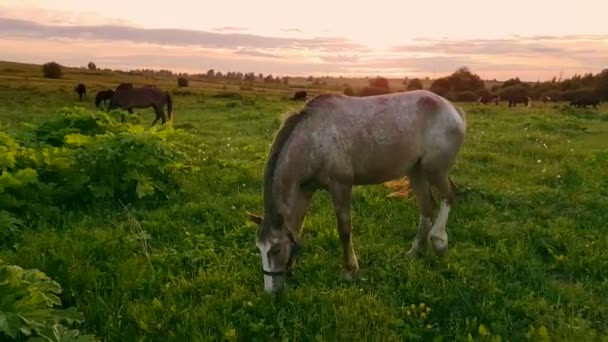 Chevaux broutant dans la prairie au coucher du soleil 