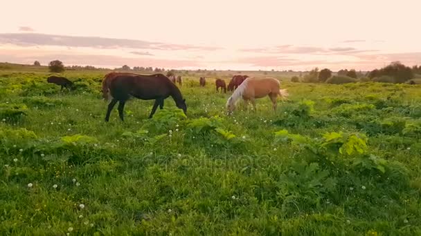 Cavalos pastando no prado ao pôr do sol — Vídeo de Stock