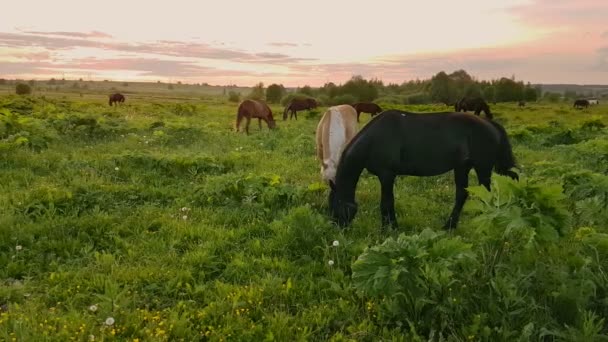 Konie, pasące się na łące, o zachodzie słońca — Wideo stockowe