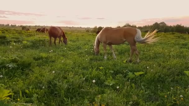 在日落时在草地上吃草的马 — 图库视频影像