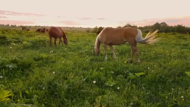 Konie, pasące się na łące, o zachodzie słońca — Wideo stockowe