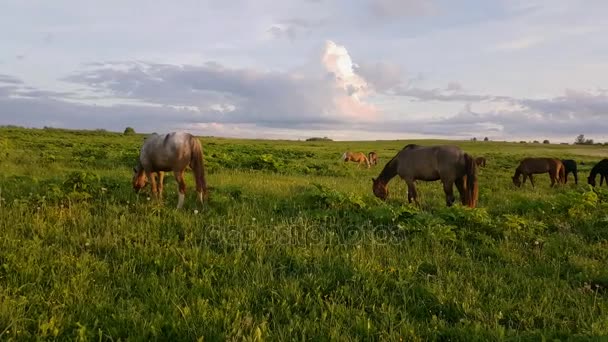 Chevaux broutant dans la prairie au coucher du soleil 