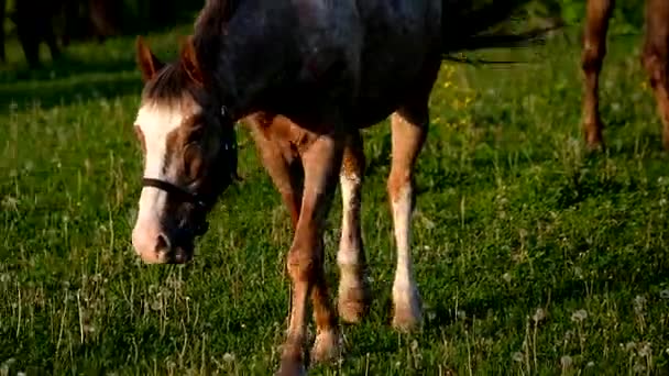 Chevaux broutant dans la prairie au coucher du soleil 