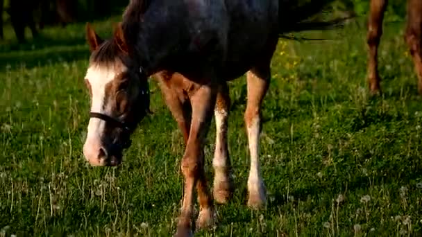 Caballos pastando en el prado al atardecer — Vídeo de stock