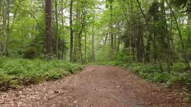 Caminando sobre un ptah en el bosque del día — Vídeo de stock