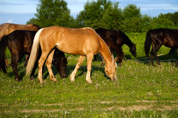 Horses grazing in the meadow at sunset — Stock Photo, Image