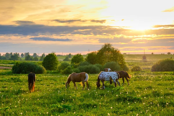 Hevoset laiduntavat niityllä auringonlaskun aikaan. — kuvapankkivalokuva
