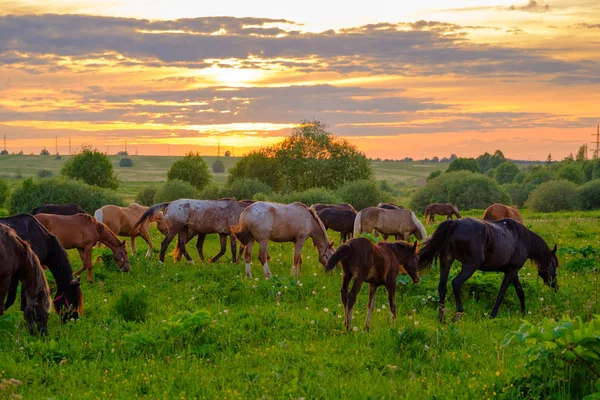 Chevaux broutant dans la prairie au coucher du soleil — Photo