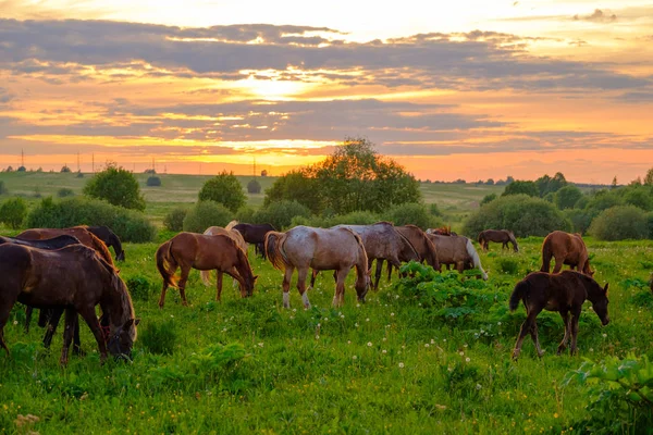 Cavalli che pascolano nel prato al tramonto — Foto Stock