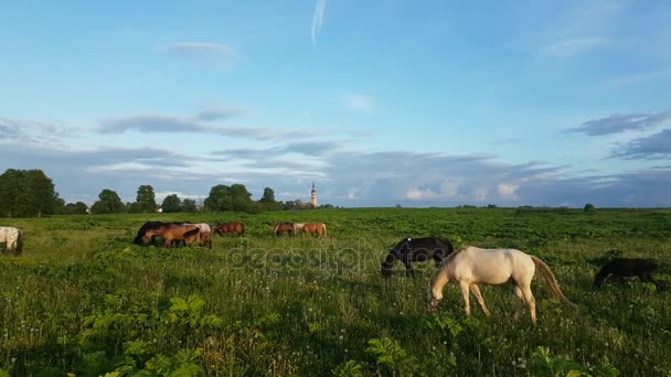 在日落时在草地上吃草的马 — 图库视频影像