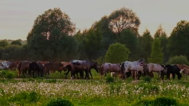 Konie, pasące się na łące, o zachodzie słońca — Wideo stockowe