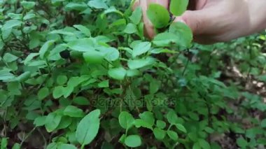 Yaban mersini bir ormandaki el toplar