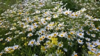 Yaz Field'da çiçek açan camomiles