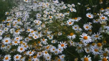 Yaz Field'da çiçek açan camomiles