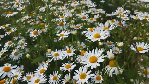 Blommande camomiles på fältet sommaren — Stockvideo
