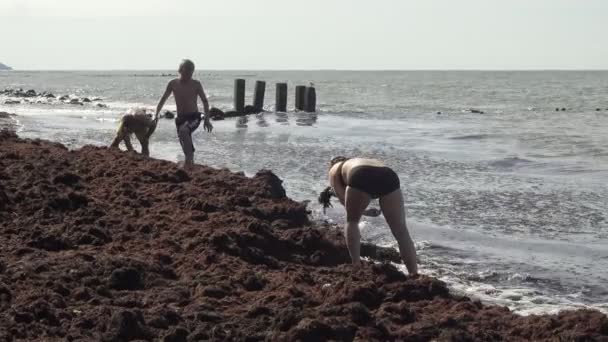 Personas que buscan ámbar en algas marinas en la orilla del Mar Báltico — Vídeos de Stock