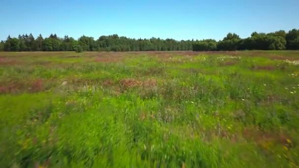 Vôo baixo sobre o prado florescente — Vídeo de Stock