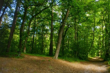 Yaz güzel çam ormanı
