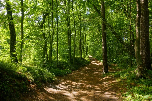 Beautiful pine forest at summer — Stock Photo, Image