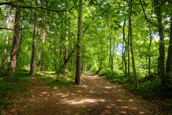 Yaz güzel çam ormanı