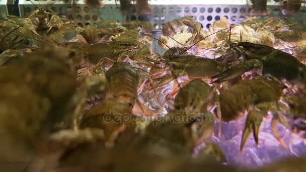 Żywe homary na sprzedaż — Wideo stockowe