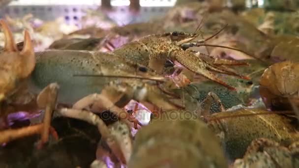 Live lobsters for sale — Stock Video