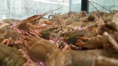 Satılık canlı ıstakoz