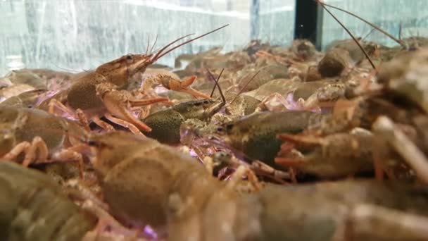 Live lobsters for sale — Stock Video