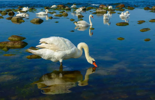 Kuğular, deniz manzara — Stok fotoğraf