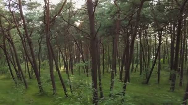 Linda floresta de pinheiros no verão — Vídeo de Stock