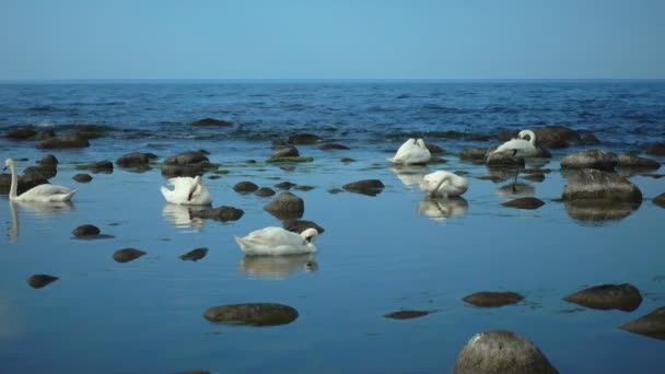 Лебеди у моря — стоковое видео