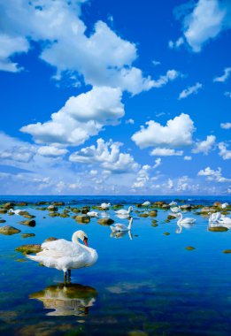 Kuğular, deniz manzara