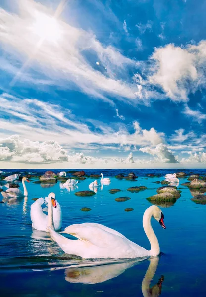 Лебеди у моря — стоковое фото