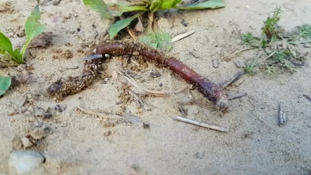 Earthworm crawling along the sand — Stock Footage Earthworm crawling along the sand Video Clip