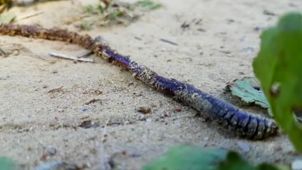 Earthworm crawling along the sand — Stock Video