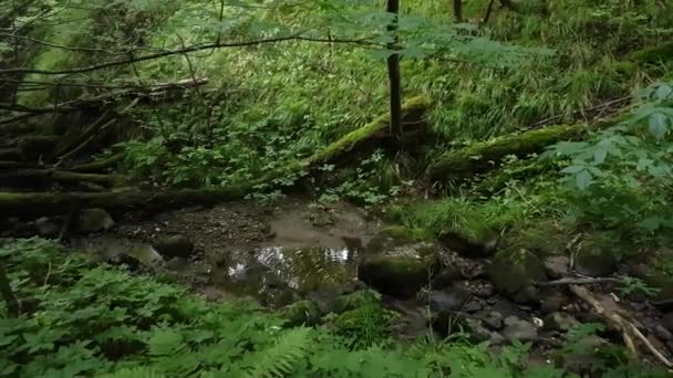 Ravin de croissance excessive dans la forêt — Video