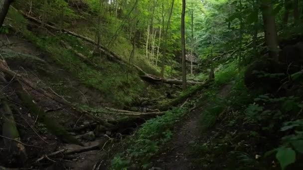 Überwucherte Schlucht im Wald — Stockvideo