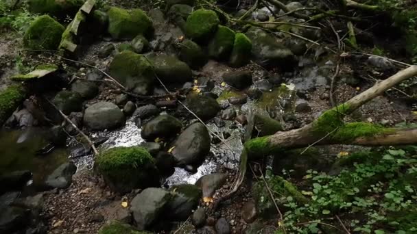 Wildbach im Wald — Stockvideo