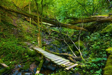 Orman büyüme dağ geçidi