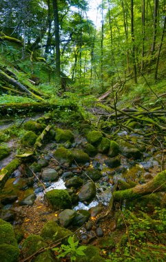 Orman büyüme dağ geçidi