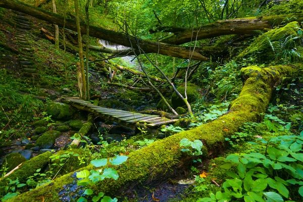 Överväxt ravin i skogen — Stockfoto