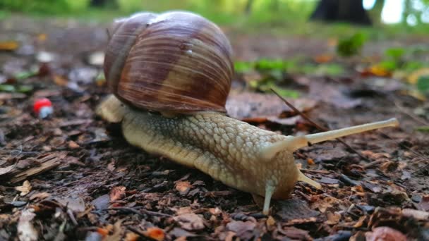 Escargot rampant sur le sol 