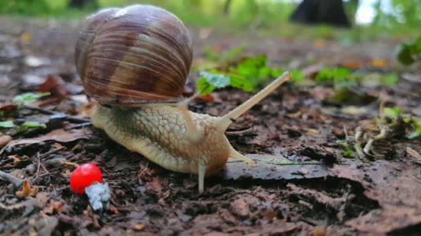 Escargot rampant sur le sol 